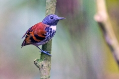 Spotted Antbird [Hylophylax naevioides capnitis] 