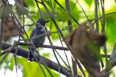 Black-crowned Antshrike [Thamnophilus atrinucha atrinucha] 