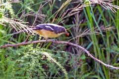 Southern Boubou [Laniarius ferrugineus natalensis]