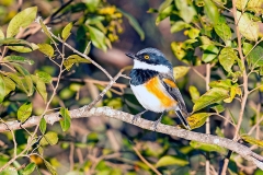 Cape Batis [Batis capensis hollidayi]