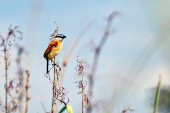 Marsh Tchagra [Bocagia minuta anchietae]