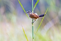 Marsh Tchagra [Bocagia minuta anchietae]