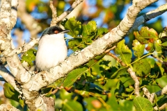 Black-backed Puffback [Dryoscopus cubla hamatus]