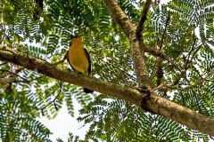 Common Iora [Aegithina tiphia horizoptera]