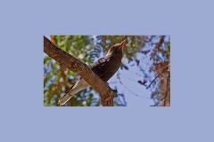 Retz's Helmetshrike [Prionops retzii tricolor]