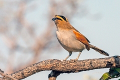 Black-crowned Tchagra [Tchagra senegalus orientalis]