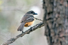 Southern Boubou [Laniarius ferrugineus transvaalensis]