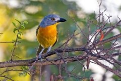 Grey-headed Bushshrike [Malaconotus blanchoti hypopyrrhus]