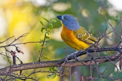 Grey-headed Bushshrike [Malaconotus blanchoti hypopyrrhus]