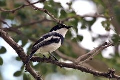 Chinspot Batis [Batis molitor palliditergum]
