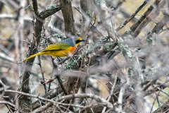 Orange-breasted Bushshrike [Chlorophoneus sulfureopectus similis]