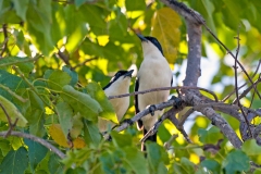 Swamp Boubou [Laniarius bicolor sticturus]