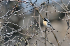 Pririt Batis [Batis pririt affinis]