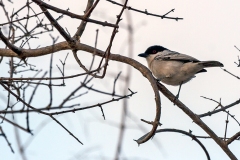 Black-backed Puffback [Dryoscopus cubla hamatus]