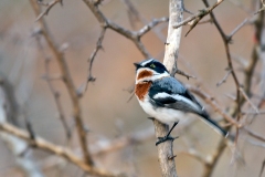 Chinspot Batis [Batis molitor palliditergum]