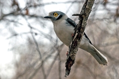 White-crested Helmetshrike [Prionops plumatus poliocephalus]