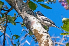 Black-backed Puffback [Dryoscopus cubla hamatus]
