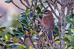 Brown-crowned Tchagra [Tchagra australis australis]