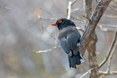 Retz's Helmetshrike [Prionops retzii tricolor]