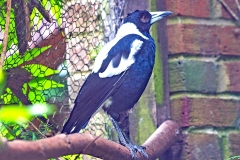 Australian Magpie [Gymnorhina tibicen hypoleuca]
