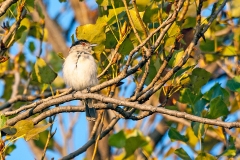 Black-backed Puffback [Dryoscopus cubla hamatus]