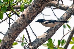 Tropical Boubou [Laniarius major mossambicus]