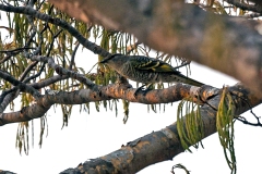 Black Cuckooshrike [Campephaga flava]