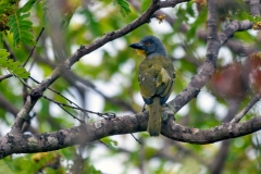 Grey-headed Bushshrike [Malaconotus blanchoti interpositus]