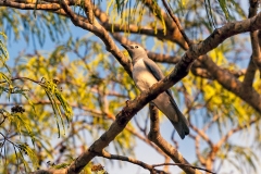 White-breasted Cuckooshrike [Ceblepyris pectoralis]