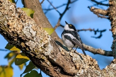 Chinspot Batis [Batis molitor palliditergum]