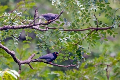 Retz's Helmetshrike [Prionops retzii nigricans]