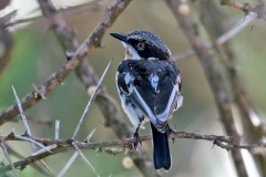 Chinspot Batis [Batis molitor palliditergum]