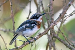 Chinspot Batis [Batis molitor palliditergum]