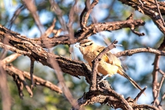 Brown-crowned Tchagra [Tchagra australis damarensis]