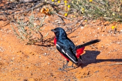 Crimson-breasted Shrike [Laniarius atrococcineus]