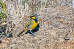 Bokmakierie [Telophorus zeylonus thermophilus]