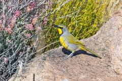 Bokmakierie [Telophorus zeylonus thermophilus]