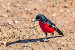 Crimson-breasted Shrike [Laniarius atrococcineus]
