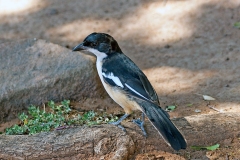 Southern Boubou [Laniarius ferrugineus transvaalensis]