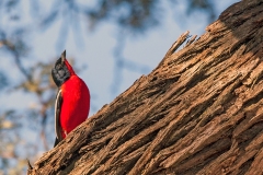 Crimson-breasted Shrike [Laniarius atrococcineus]