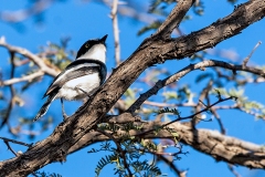 Pririt Batis [Batis pririt affinis]