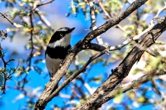 Pririt Batis [Batis pririt affinis]