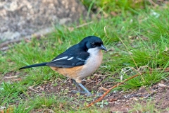 Southern Boubou [Laniarius ferrugineus natalensis]