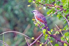Three-streaked Tchagra [Tchagra jamesi jamesi]
