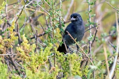 Slate-colored Boubou [Laniarius funebris]