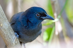 Slate-colored Boubou [Laniarius funebris]