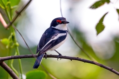 Brown-throated Wattle-eye [Platysteira cyanea nyansae] 