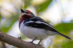 Brown-throated Wattle-eye [Platysteira cyanea nyansae] 