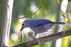 Grey Cuckooshrike [Ceblepyris caesius purus]