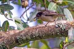 Northern Puffback [Dryoscopus gambensis malzacii]